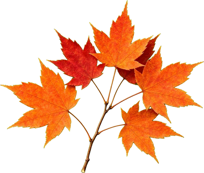 Autumn maple branch